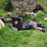 First complete Man · new · ary month